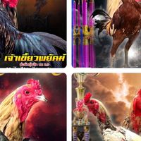🏆🦅ซุ้ม รวมไพร่พลไก่ชนพัฒนาตาก🏆