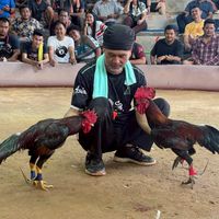 ไก่เดือยใต้ @ma242