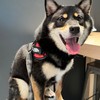 🐾柴柴交朋友🛍️寵物用品購物分享