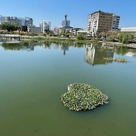 【台中景點】東區湧泉公園，親子寵物休閒景點散步好去處，星泉湖心型水草好浪漫，鬧中取靜的大型城市綠地，台中火車站騎iBike 4分鐘到