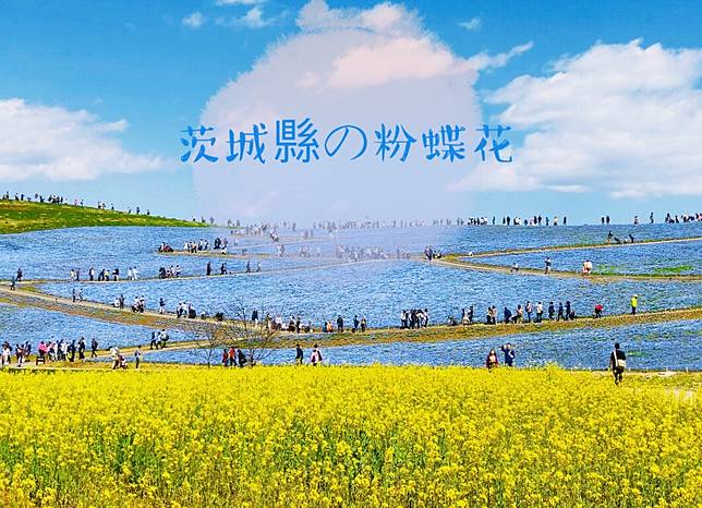 蘇跑旅遊 世界十大浪漫花海茨城縣期間限定藍色粉蝶花 Line Today Line Today