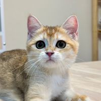 🐈貓咪狗狗🐕寵物用品、飼料、罐頭團購