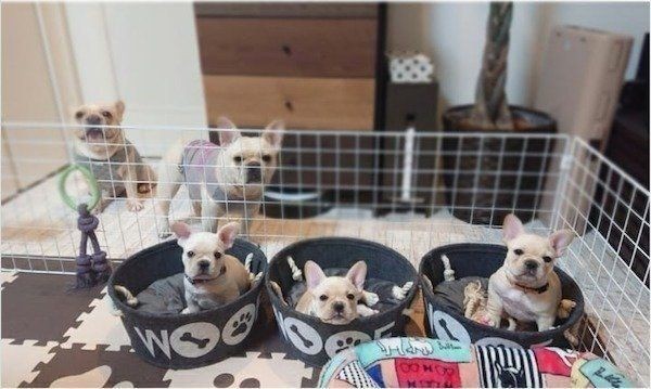 飼い主を朝早く起こしにくる犬の実態を調べると