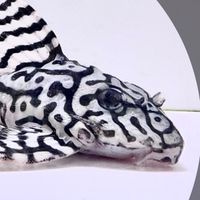 偉WEI水族賴群