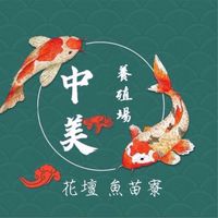 中美養殖場(錦鯉 龍鯉)