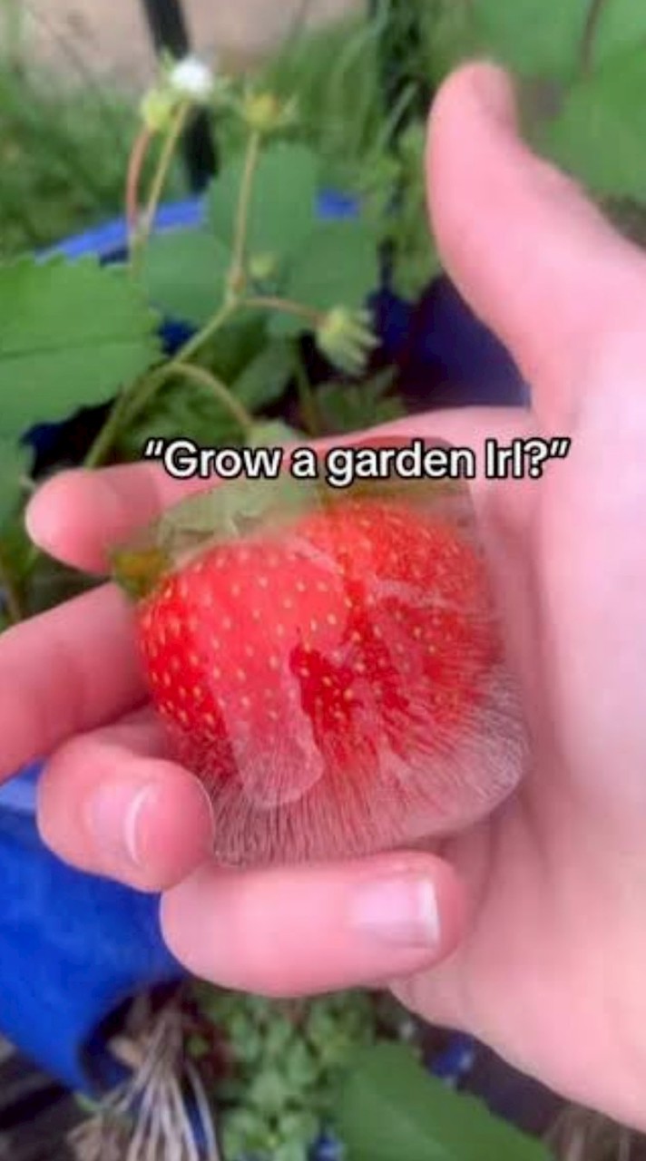 Grow a garden stock