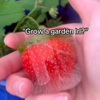 Garden Horizon stock (RIP gag)