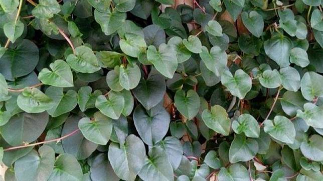 Ciprit Manfaat Dan Cara Olah Daun Binahong Bisa Atasi Kadar Gula Darah