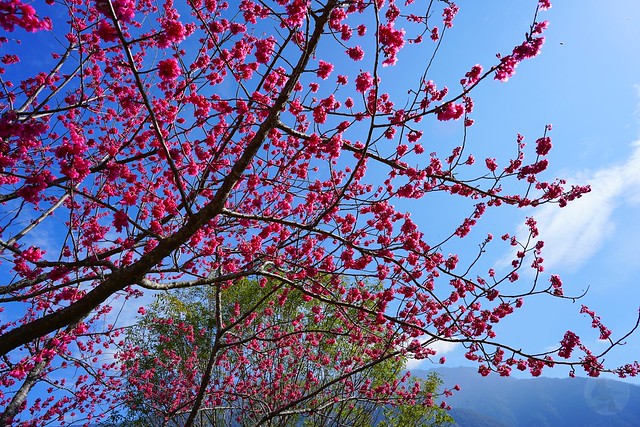 望高茶園櫻花森林