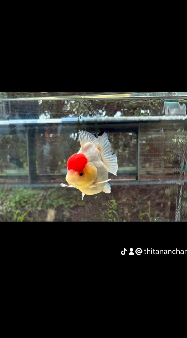 Thachati Fram Gold Fish