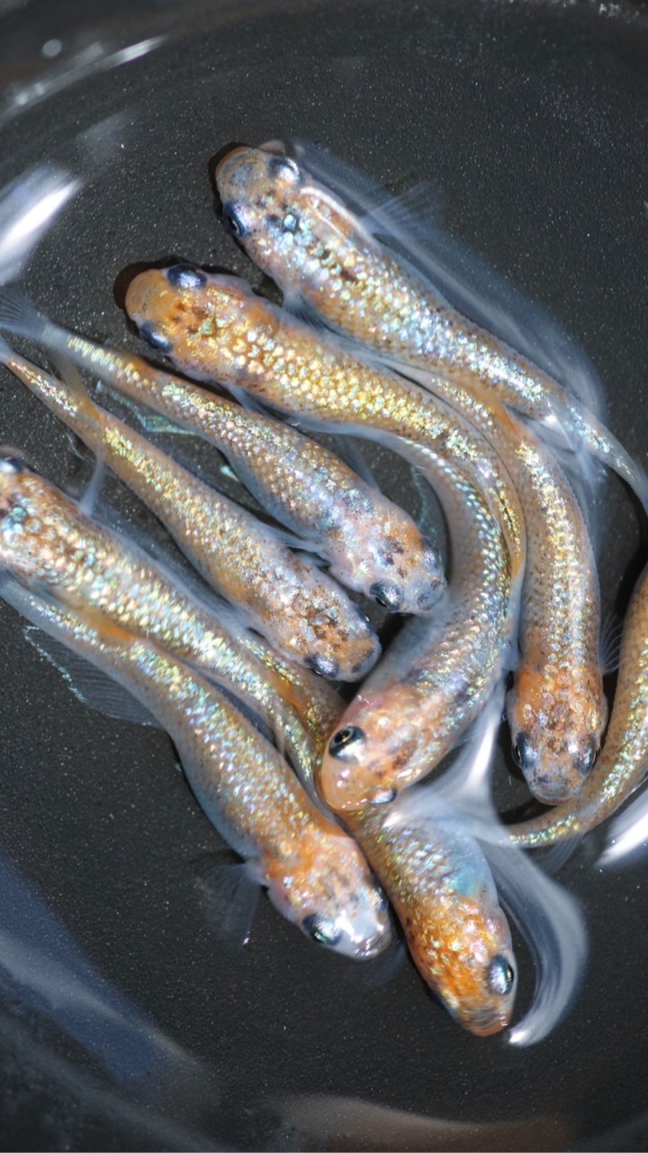🐟めだか飼育の質問相談チャットのオープンチャット