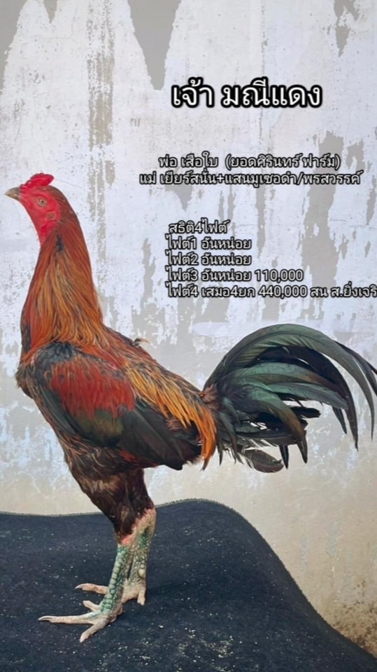 สายพัฒนา เจ้ามณีแดงพม่าเบอร์แข้ง(ภาคใต้)