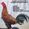 สายพัฒนา เจ้ามณีแดงพม่าเบอร์แข้ง(ภาคใต้)