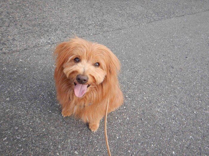 腎不全とどう向き合うか 病気と闘う犬と飼い主さんの思い