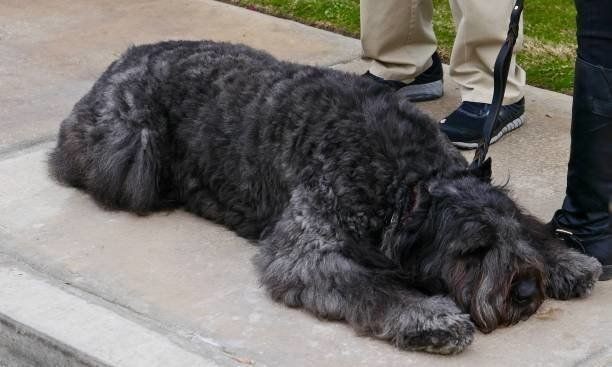 ブービエ デ フランダースの特徴と性格 飼い方