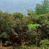 Safety Farm Phuruea Loei Thailand อ.ภูเรือ จ.เลย