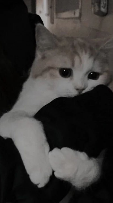 かまちょの人かもん！！