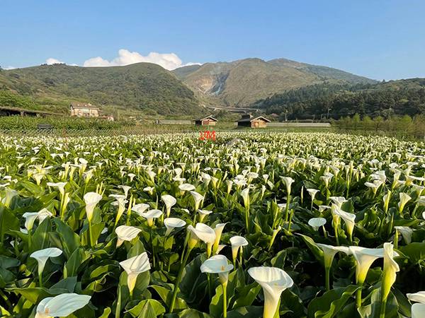 21陽明山海芋季 限時一個月開跑 絕美雪白花海必去 交通 採摘攻略一次整理 Cbook Line Today