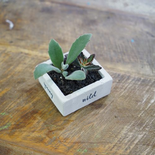 succulent&gift (12 - 15)