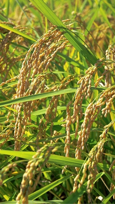 【直播水稲・農業】あたらしい米づくり🌾