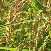 【直播水稲・農業】あたらしい米づくり🌾
