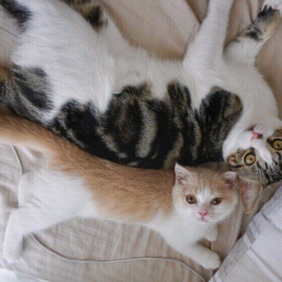 新しい物はボス猫から触る 猫の世界でもルールが