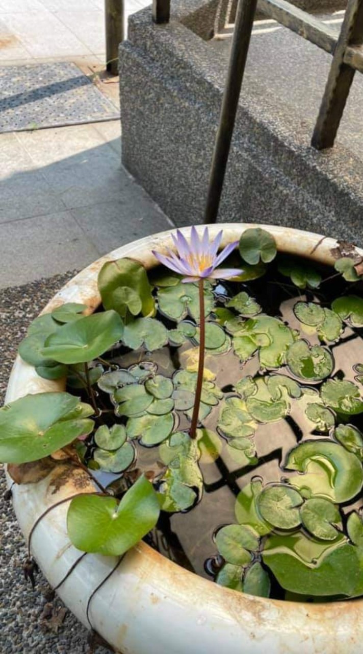 雲德🧧法會報名✨️報名✨️資訊😁
