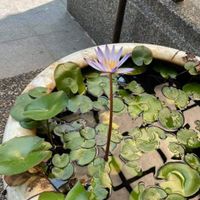 雲德🧧法會報名✨️報名✨️資訊😁