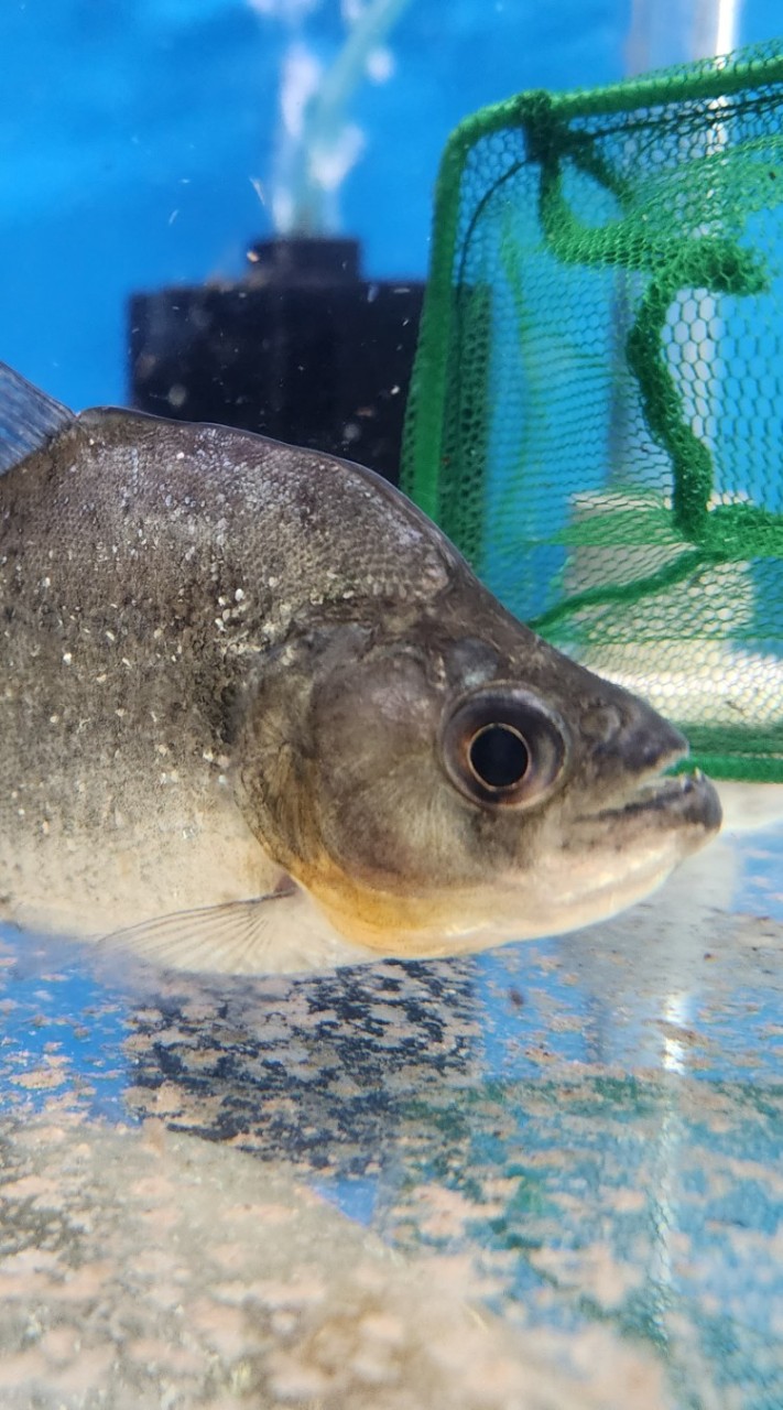 水族 園藝 爬蟲 魚缸 觀賞魚 多肉仙人掌 肥料 園藝工具  批發買賣