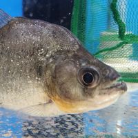 水族 園藝 爬蟲 魚缸 觀賞魚 多肉仙人掌 肥料 園藝工具  批發買賣