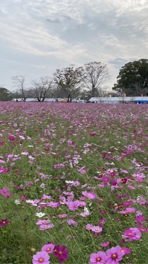 想いを届けるチラシのおたより