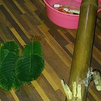 ใบท่อม&ต้นกระท่อม&บ้องกัญชาไม้ใฝ่ราคาถูกพร้อมส่งทั้วไทยสั่งได้