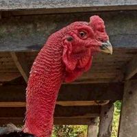 ใหญ่ลพบุรี ไก่ชนราคารากหญ้า
