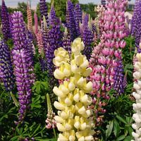 ピラティス教室 Lupinas