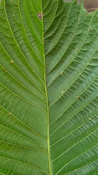 กั้ง 12 ฟาร์ม