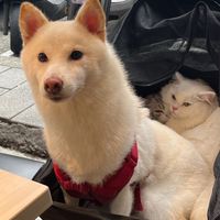 狗狗貓咪寵物 零食、飼料、用品小團團購/不賺你錢賺狗貓開心