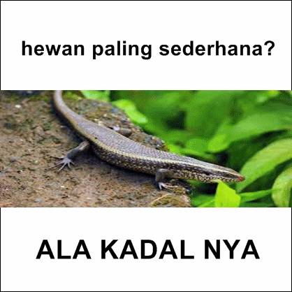 400 Koleksi Gambar Hewan Lucu Komen Fb Gratis Terbaru