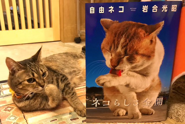 猫書店 25