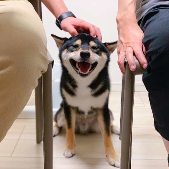 愛犬に愛情を伝えたい 犬に伝わる愛情表現とは