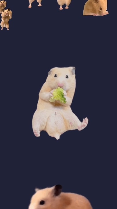 🐱猫🐱好き、🐹ハムスター🐹好き集合‼️誰でもOK👌