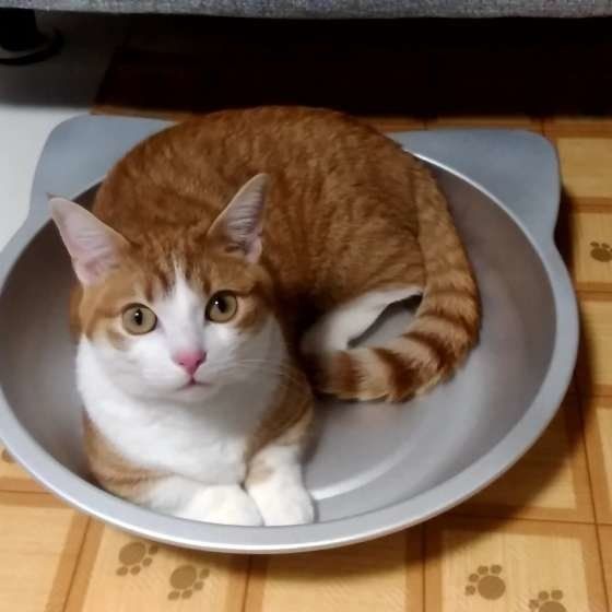 ノラ猫を隣人が うちの猫 と主張 気になる猫の法律