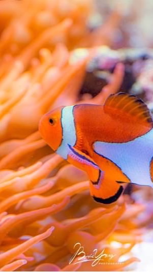 海水飼養相關明碼標價淘寶區