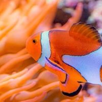 海水飼養相關明碼標價淘寶區