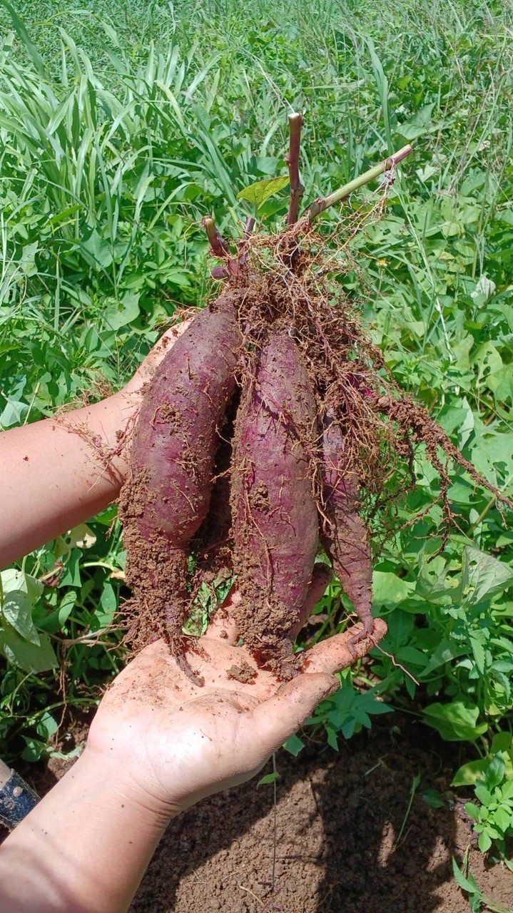 読谷村かんしょ情報共有🍠