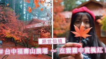 台灣的楓葉終於變紅了！福壽山農場 ～ 在雲霧中賞楓紅， 不能錯過的絕世仙境！