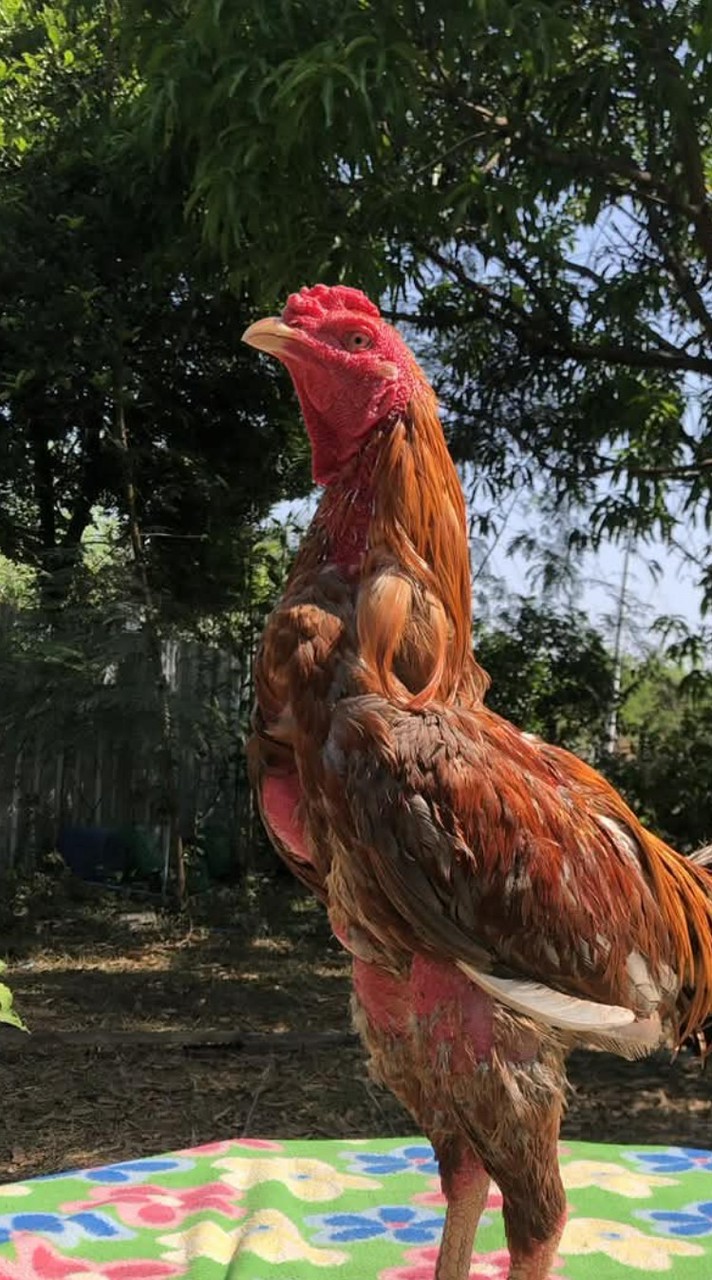 ซุ้มส.ถ้วยทอง ลพบุรี🐓