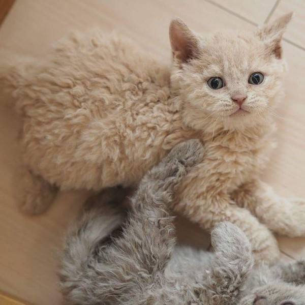 Tahu Gak Sih 17 Ras Kucing Rumahan Ini Ternyata Langka Banget