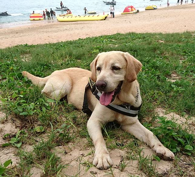 緝毒犬歐弟功成身退花火祝福光榮除役