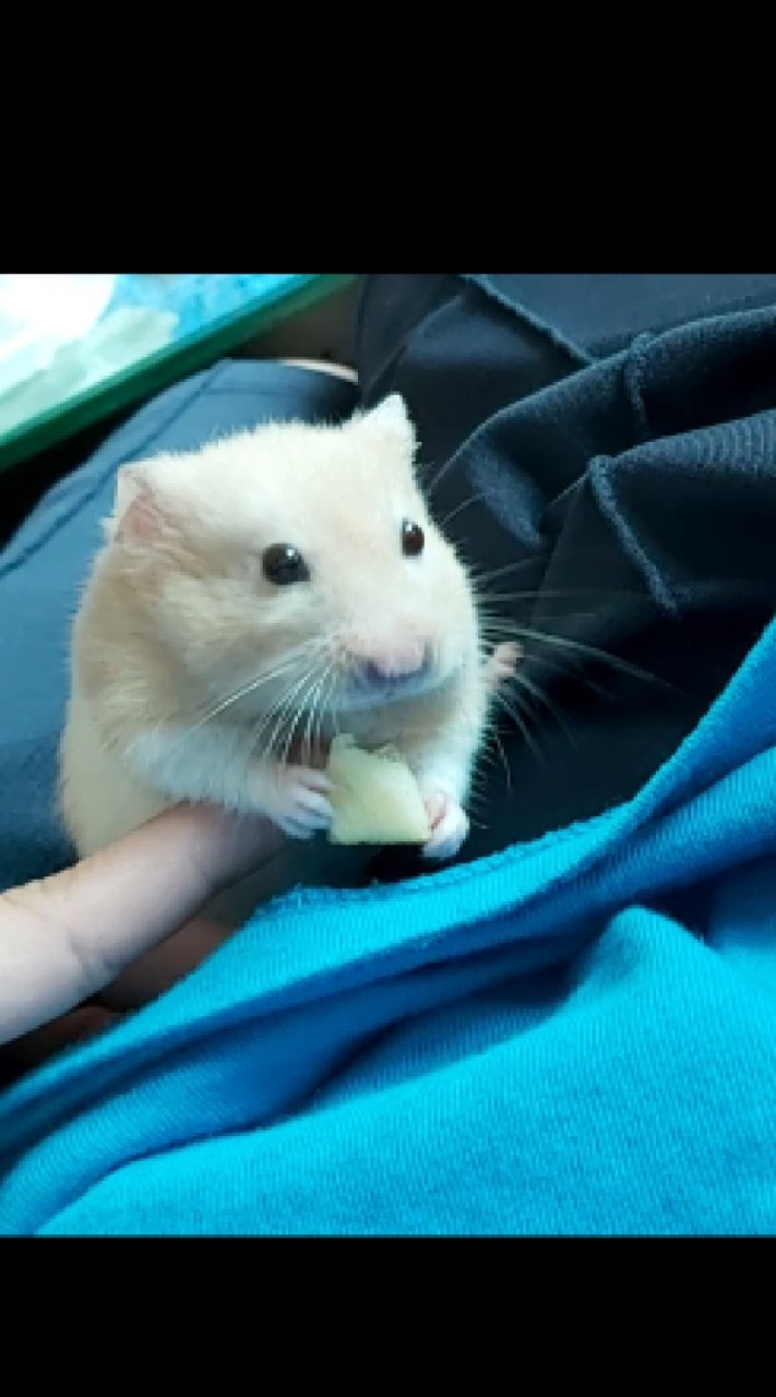 黃金鼠鼠鼠鼠