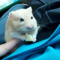 黃金鼠鼠鼠鼠